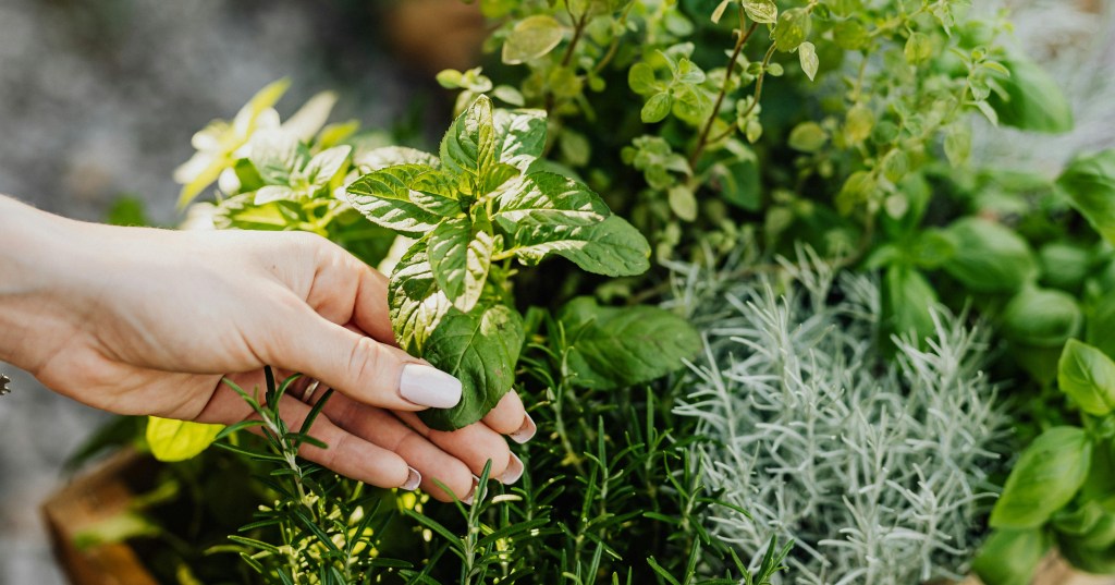7 Herbs to Plant for Natural Pest Control: Create a Pesticide-Free&nbsp;Garden
